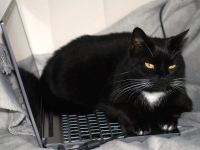 cat-963931_960_720
