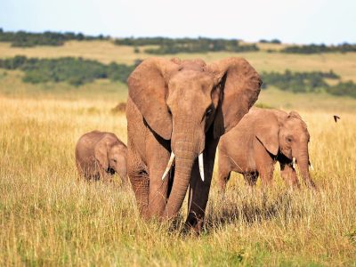elephants-2178578_960_720