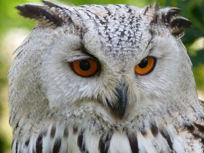 owl-62703_960_720